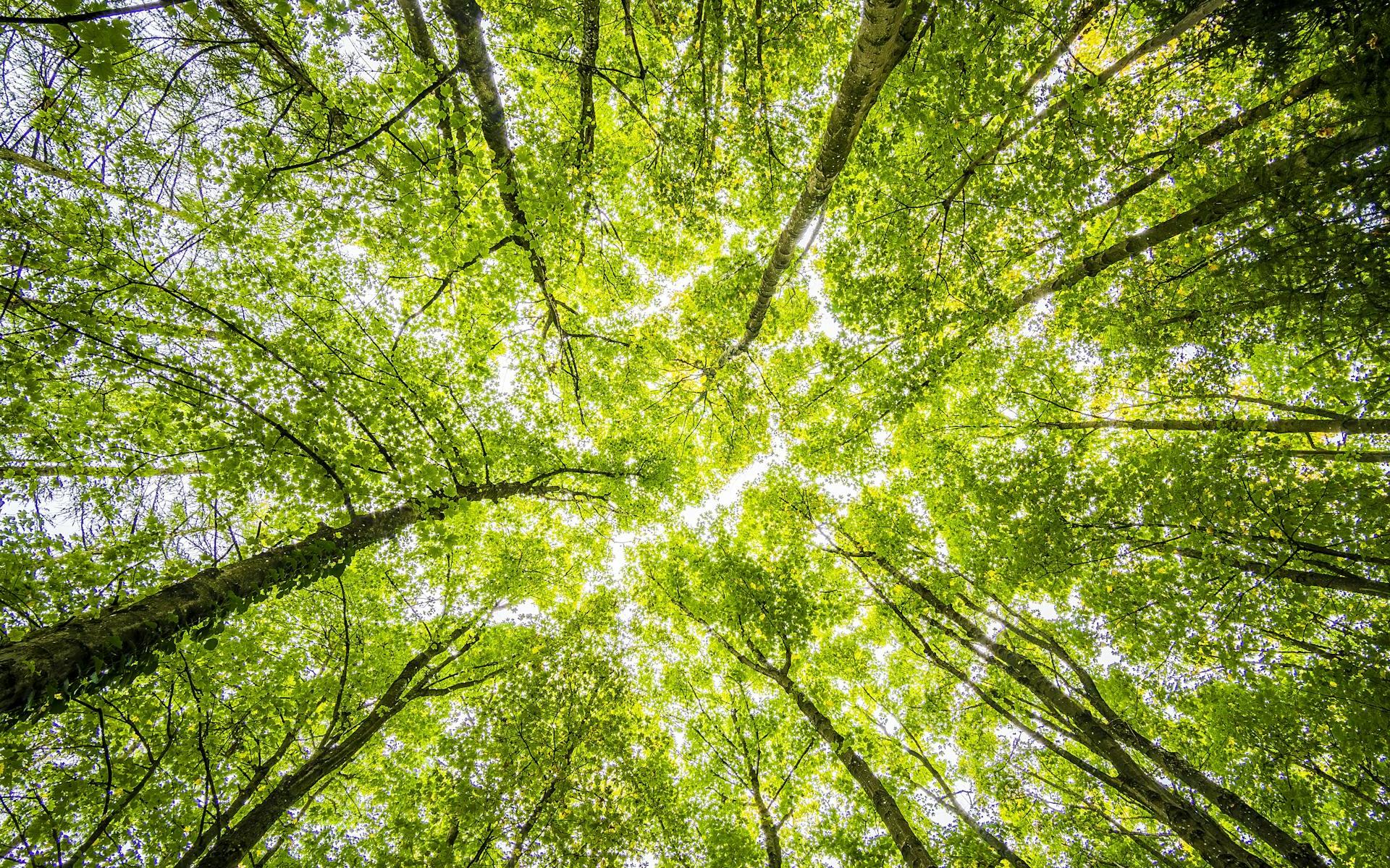 Symbolbild: Wald von unten